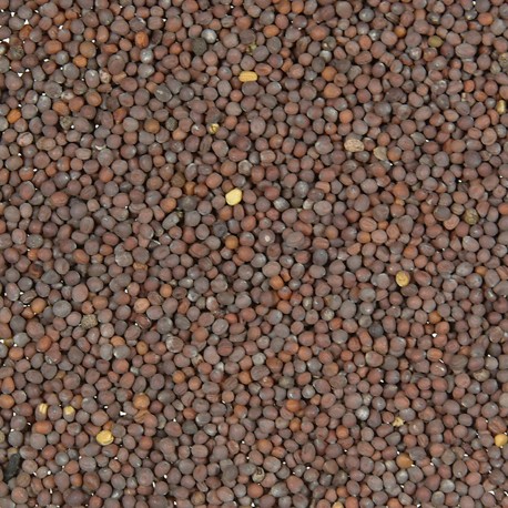 50 g Hořčice černá semínko