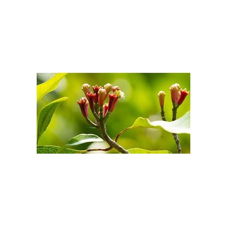 BIO Hřebíček 50 g