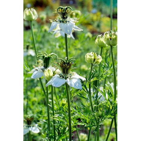 50 g Kmín černý Černucha